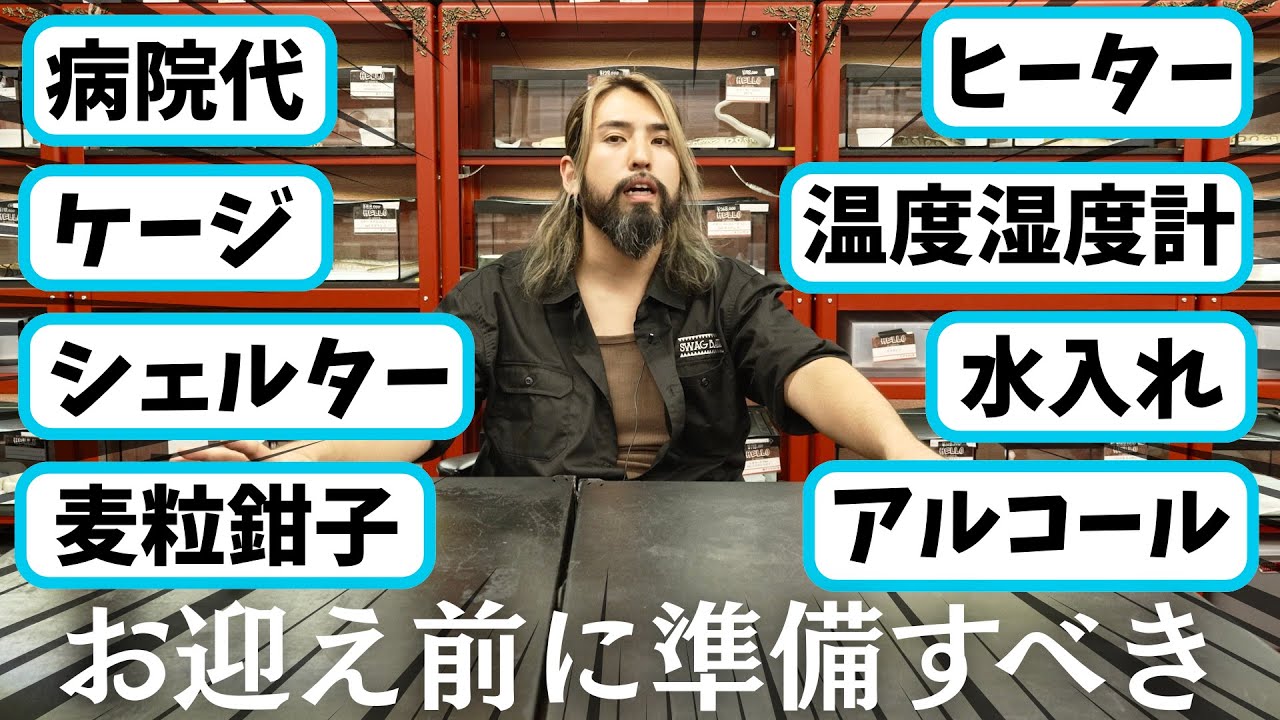 【超入門編】ボールパイソンお迎え前に準備すべき用品・費用まとめ!!#ペット #動物 #爬虫類 #浜松市 #蛇 #飼育 #ブリード #ケージ #reptiles #ballpython