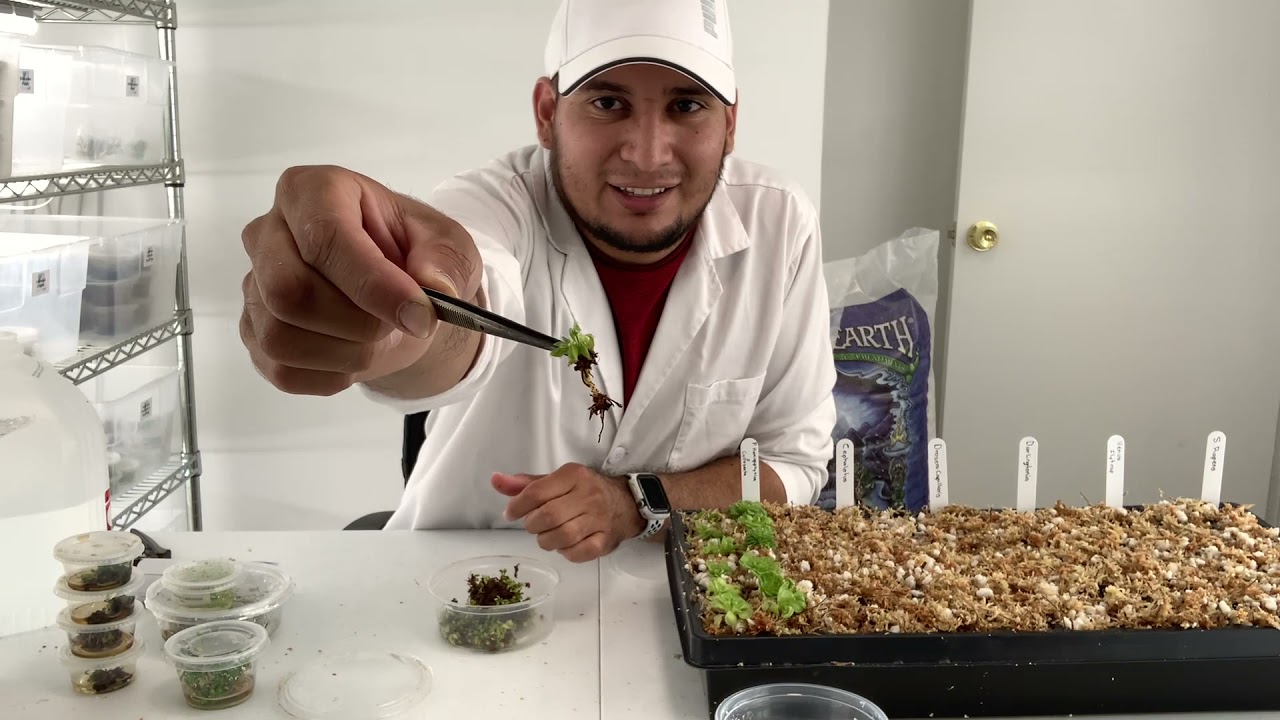 Как АККЛИМАТЬ растения с культурой тканей!