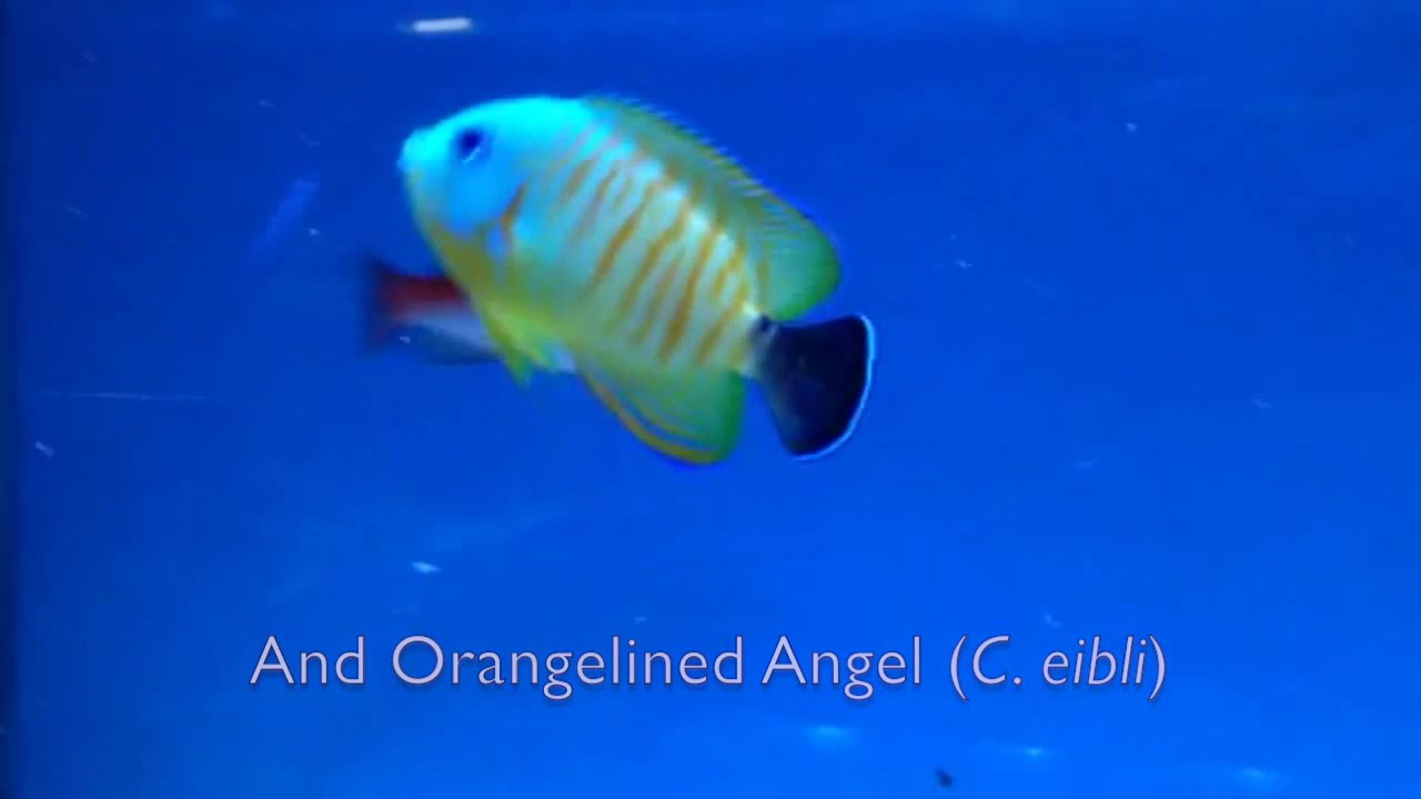 Rare Hybrid 'Tigerpyge' Angelfish at Maidenhead Aquatics @ Windsor