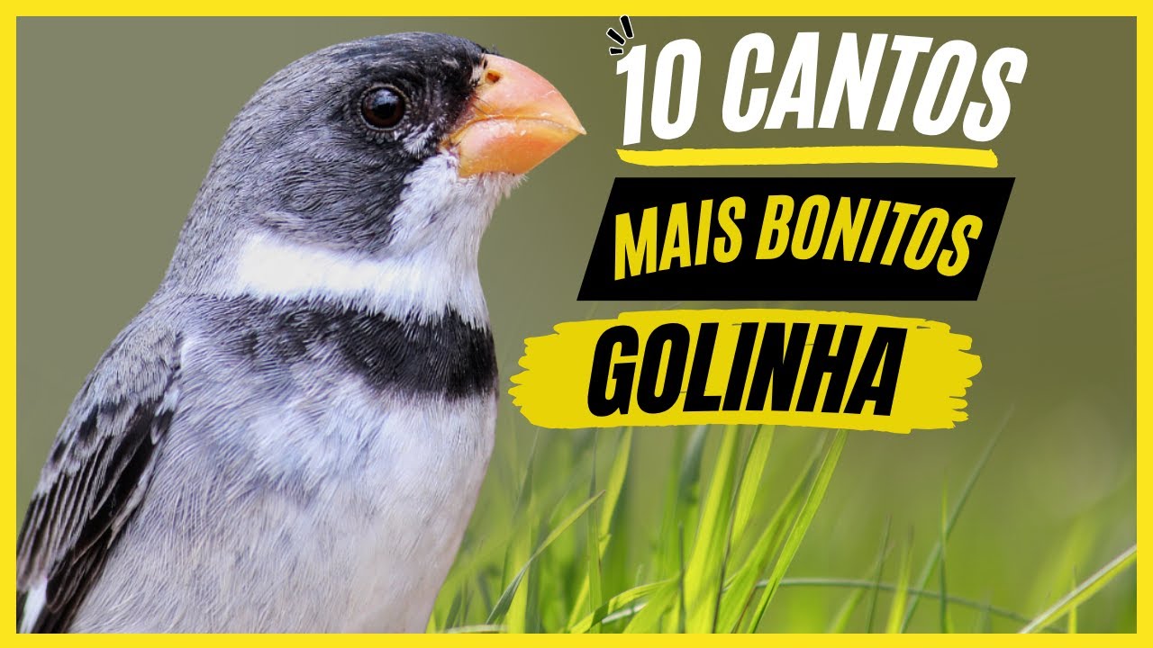 TOP 10: Cantos De 