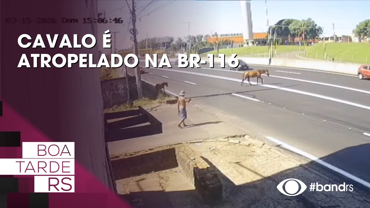 Cavalo é atropelado na BR-116