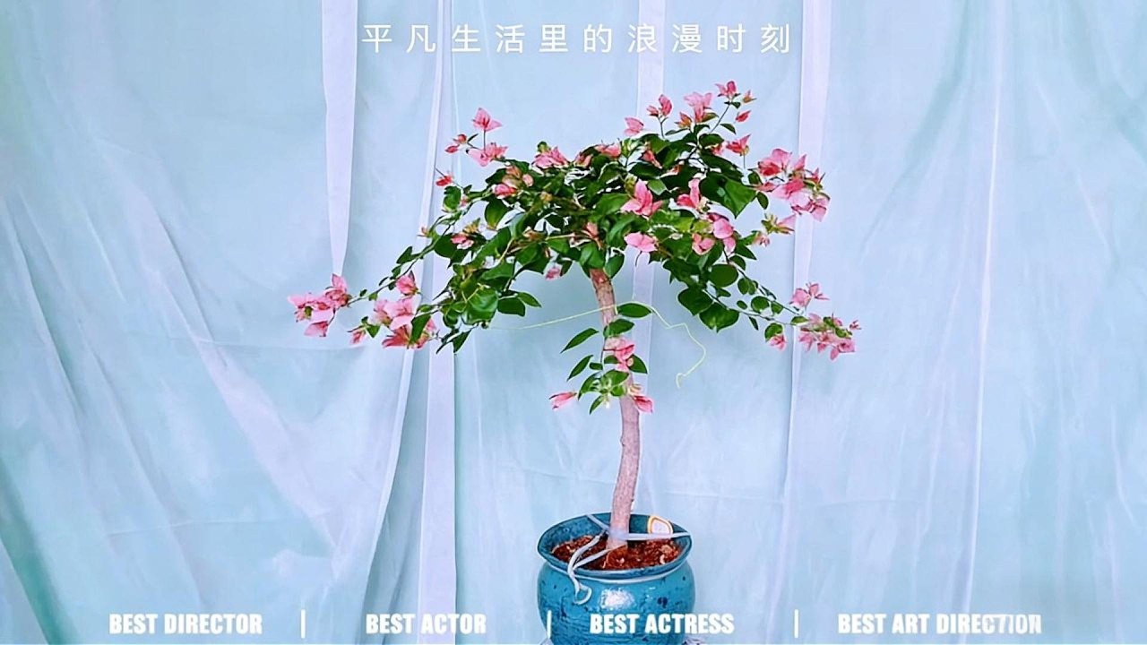 不讓它往上長，偏讓它往下“流”！把三角梅打造成“高杆垂吊款”，是馴服，更是邀請。