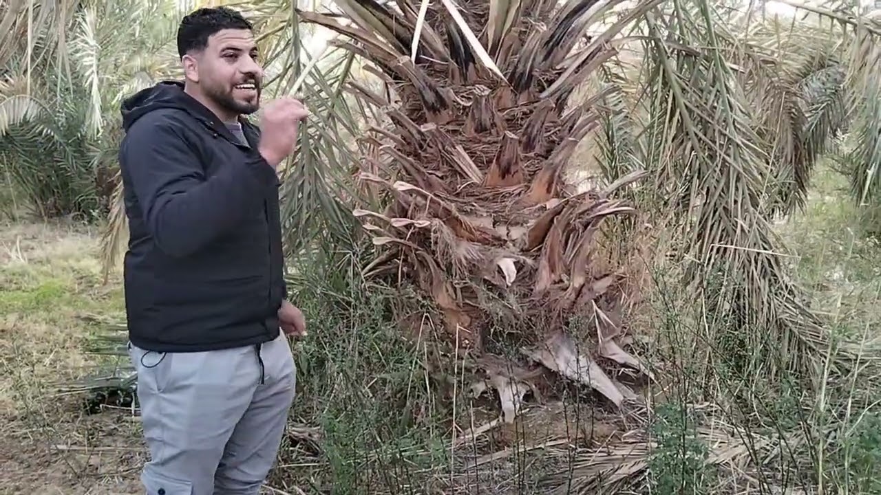 مزرعه نخيل بمساحه 11 فدان في قلب البلد للتواصل هاتف 01096152155 واتس 01210412980