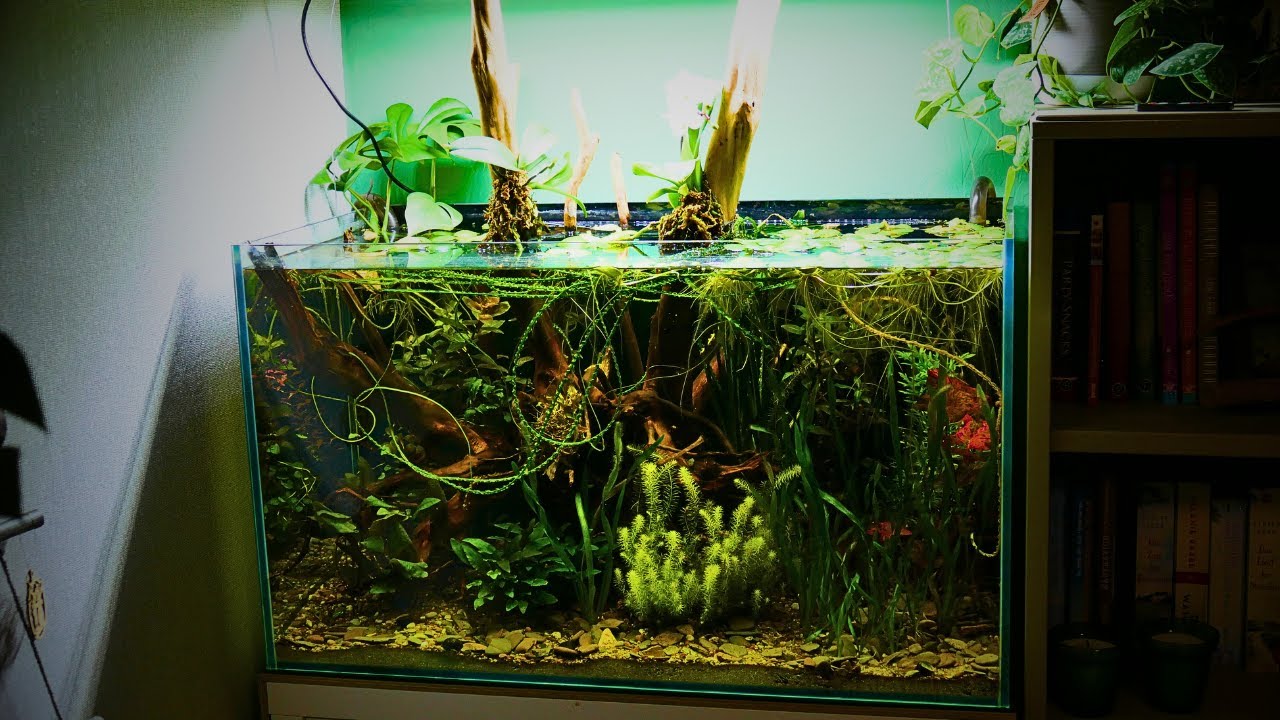 Aquaristik Ideen und bahnbrechende Erfindungen I Geschichte der Aquaristik I Erfolgsgeschichte