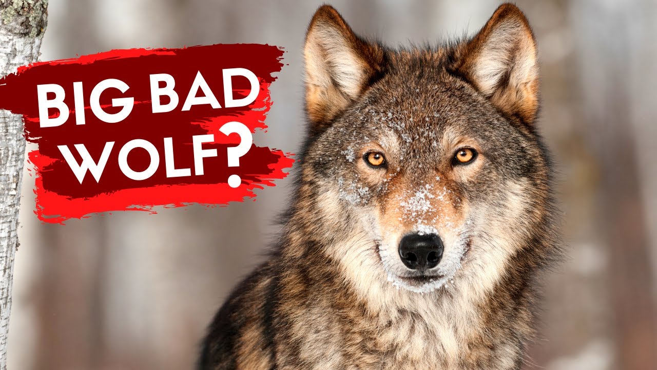 REWILDING BRITAIN - Will a Wolf Kill You?