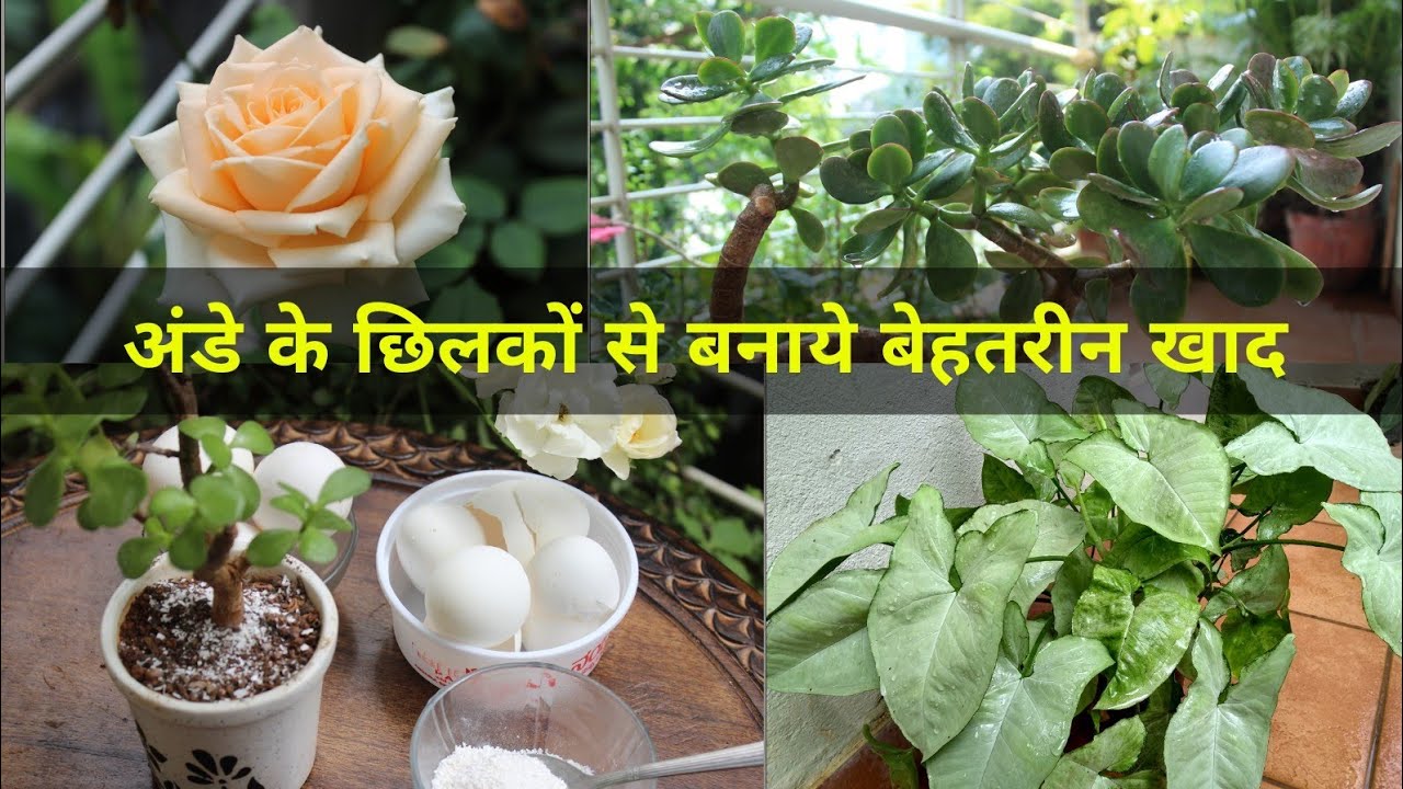 अंडे के छिलकों की जानदार जैविक खाद। How to make Egg Shell Fertilizer at home | Egg Shell Fertilizer