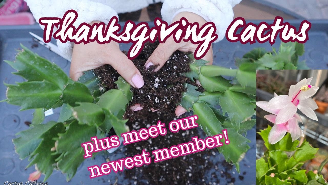 Repotting my Thanksgiving #Cactus | #schlumbergera