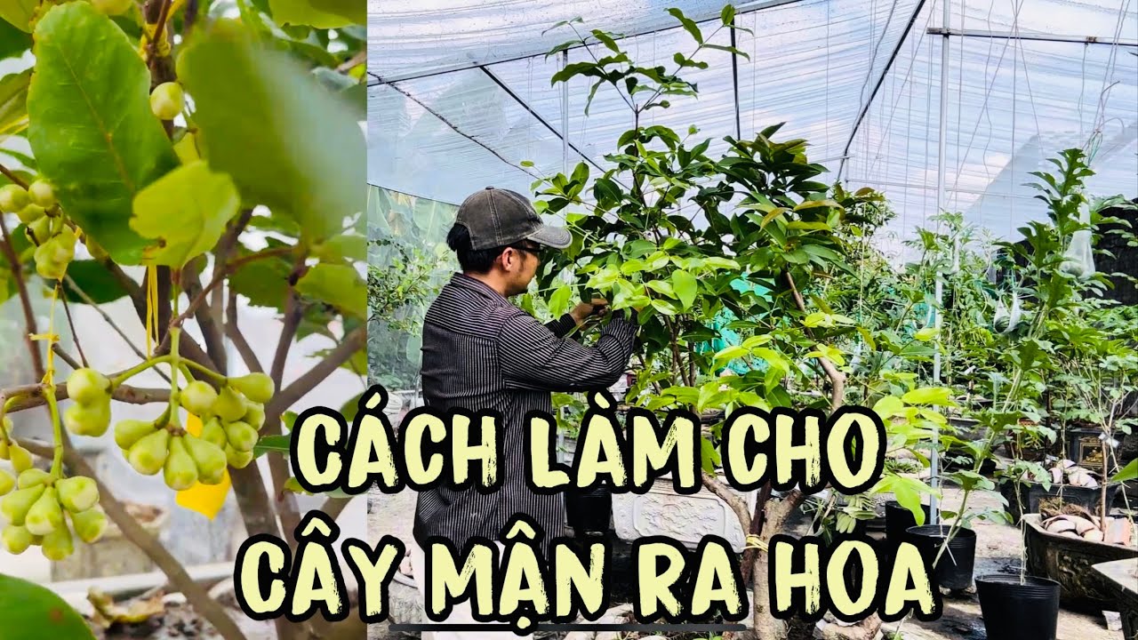 Cách Làm cho Cây mận ra hoa cực kỳ đơn giản