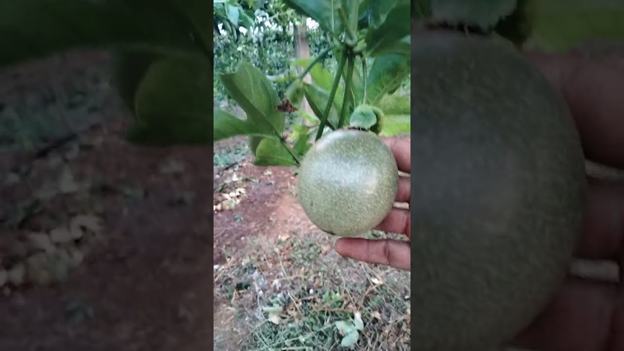 Chơi chanh dây nghiện khó bỏ. Đang thu trái vẫn tiếp tục ra hoa đậu quả 