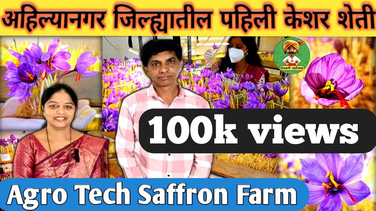 अहिल्यानगर मधील पहिली केशर शेती | केशर शेती | saffron farming | nilima chinchkar | ahilyanagar #केशर