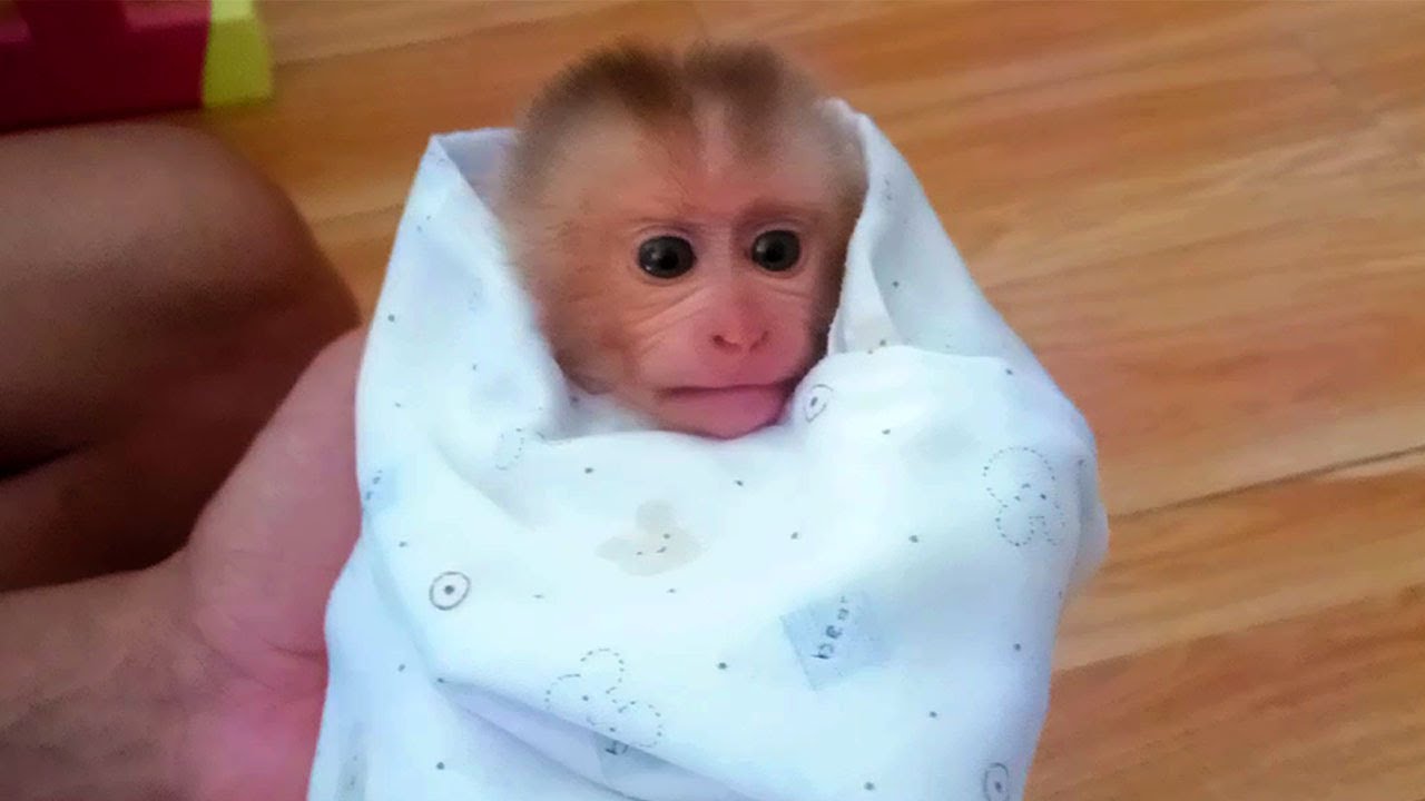 Little Monkey Abbey In Wrapped Warm Cloth Gets Washed And Bathed By Daddy
