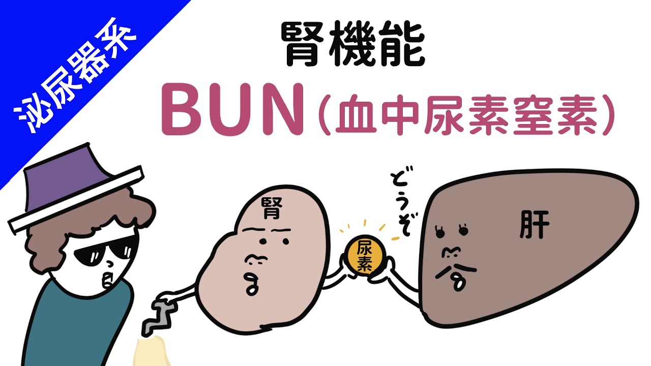 【腎臓】BUN（血中尿素窒素）