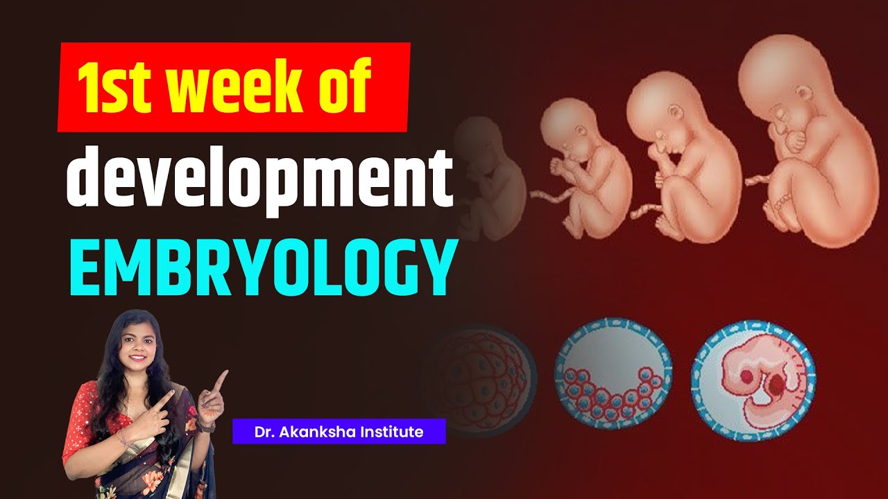 First Week of Development EMBRYOLOGY