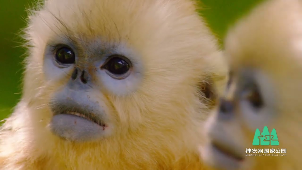 Shennongjia Golden Snub-nosed Monkey