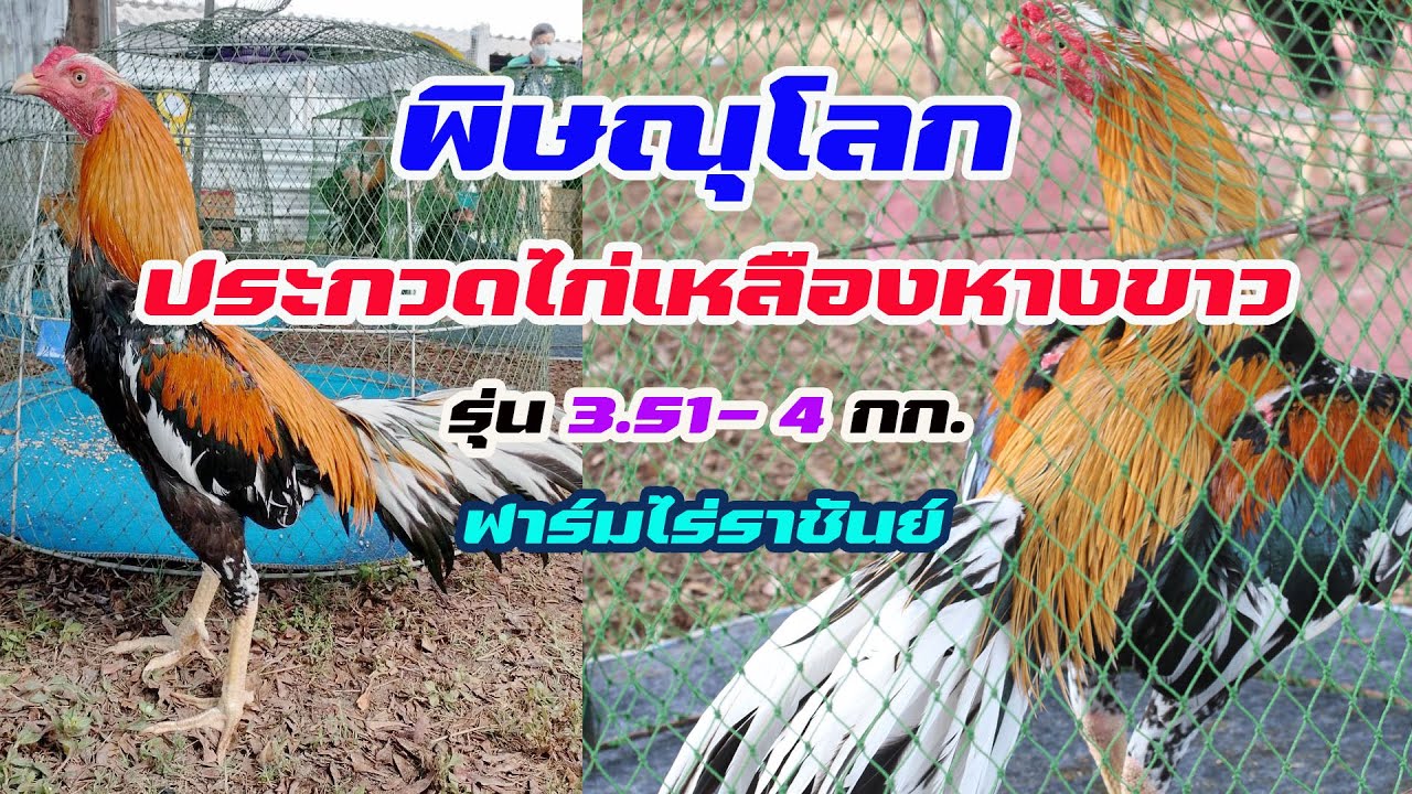 ประกวดไก่เหลืองหางขาว ตอน รุ่น 3.51-4 กก. กรรมการฟันธงชัดเจนมาก
