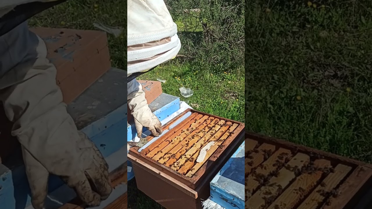 Şubat 22 arı bahara mukembel giriyor inşallah 