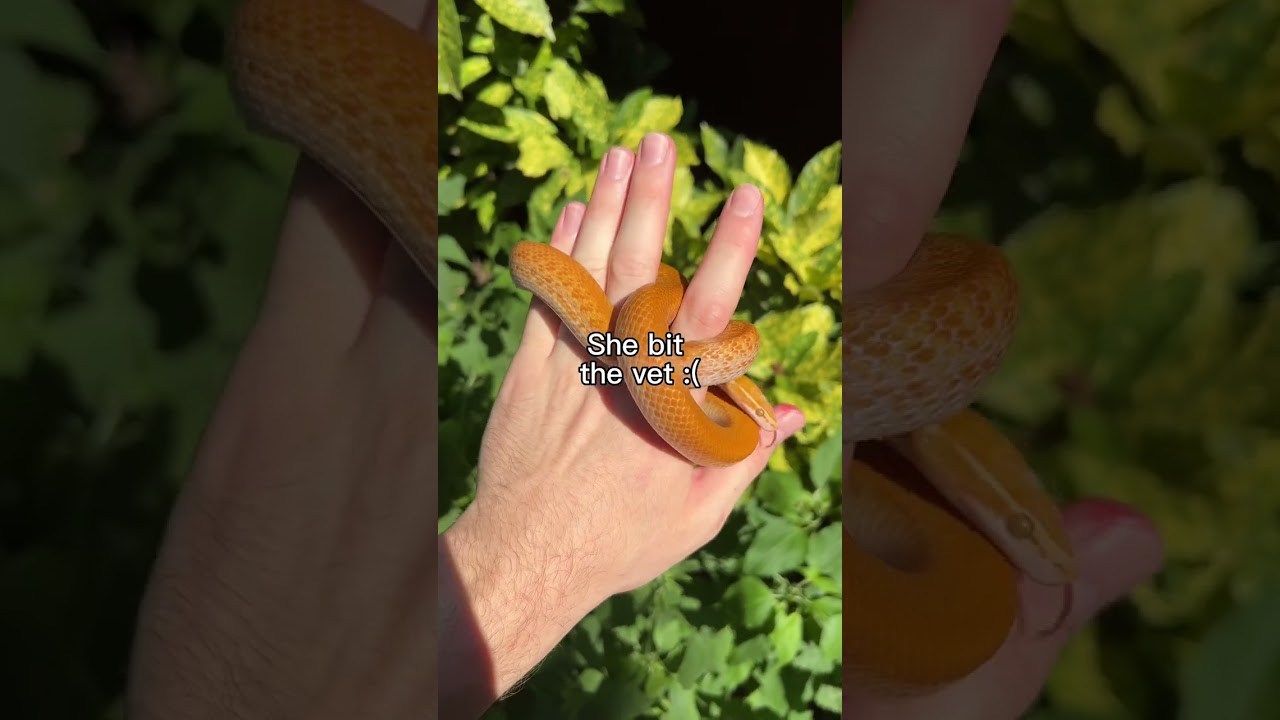Vet solves snake&rsquo;s issues (hopefully)