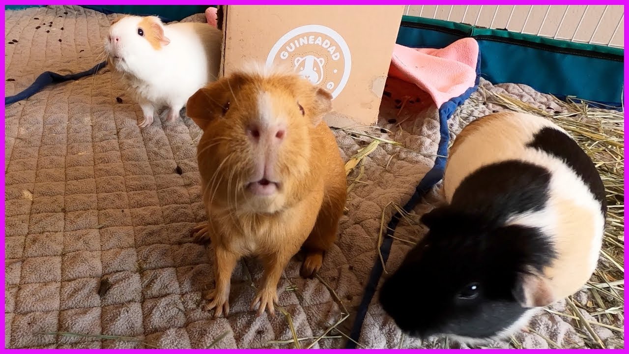 Very excited guinea pigs!