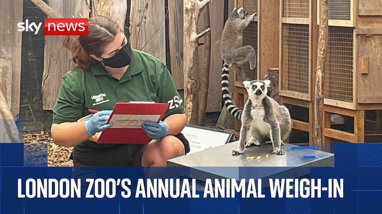 Animal weigh-in at London Zoo