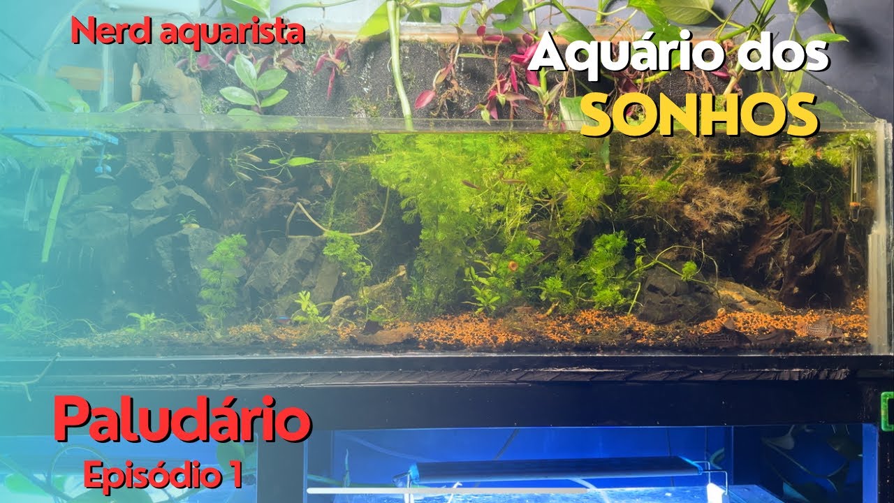 Transformei Meu Sump em um Paludário Incrível! 🌿🐟 | Veja o Resultado Final!