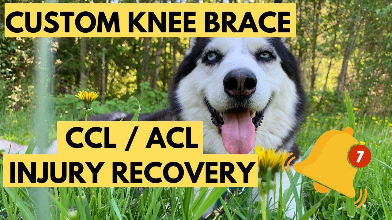 Kaia's ACL Journey ~ Animal Ortho Care: At-Home Self Casting Kit for Custom Knee Brace