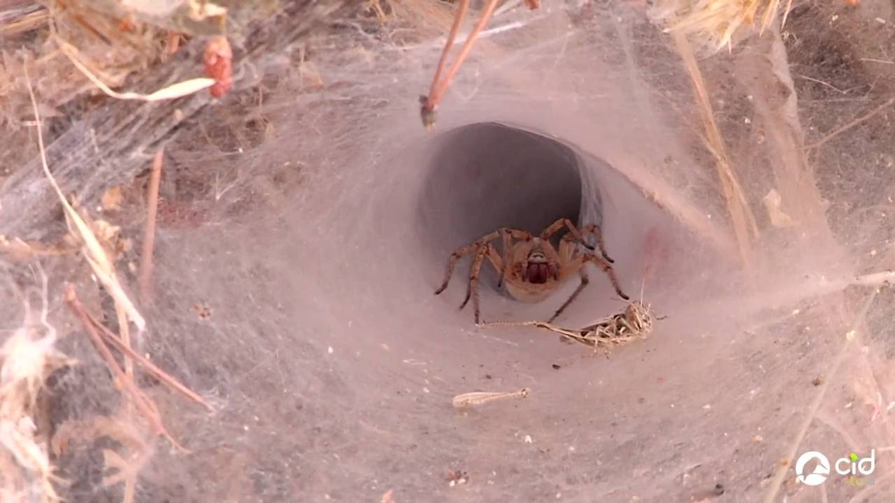Araña del embudo