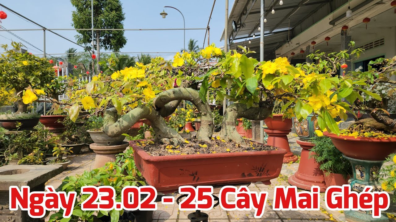 Ngày 23/02 - Bán 25 Cây Mai Ghép