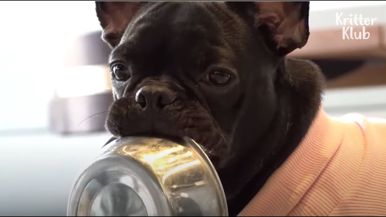 Собака одержима миской с едой после того, как предыдущий владелец сильно голодал ее | Криттер Клуб