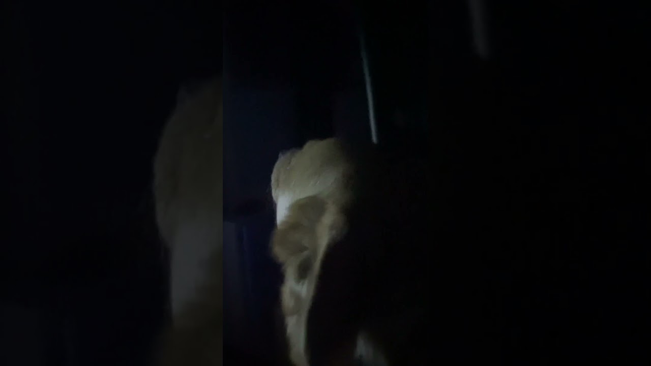SIM racing with my dog
