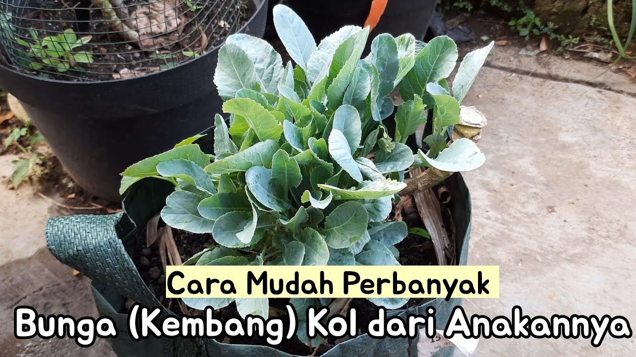 Perbanyak Kembang / Bunga Kol dari Anakannya