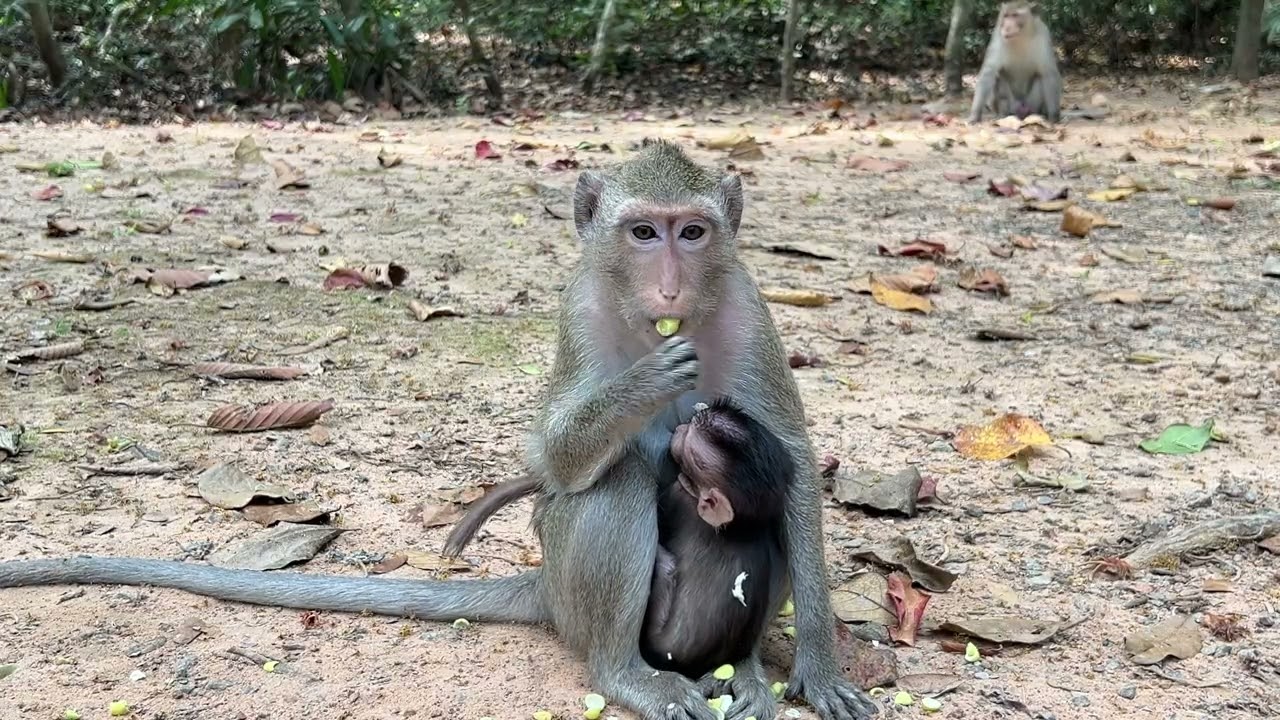 Oh adorable baby Reza still sleepy while mom Rene bring him outside the jungle 