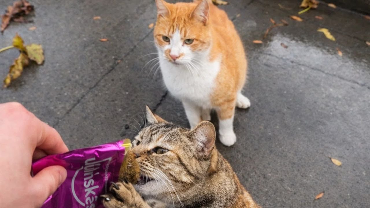 Hungry Stray Cat from Istanbul Finds Surprise Snack | Watch Her Reaction
