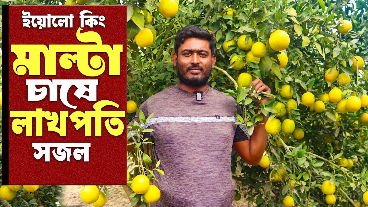 অস্ট্রেলিয়ার ইয়েলো কিং মাল্টা চাষে অবিশ্বাস্য ফলন | হলুদ মাল্টা চাষ পদ্ধতি | Yellow Malta Farming