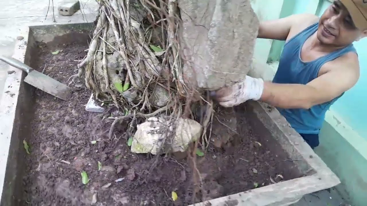 Cách Thay đất cho một cây sanh ký đá quá đơn giản