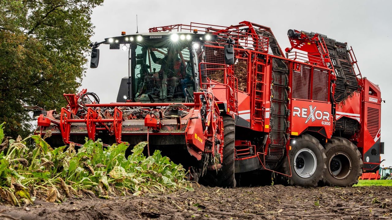 Red Beet Bull - Grimme Rexor 6300 *NEW* | Sugar beet harvest 2025
