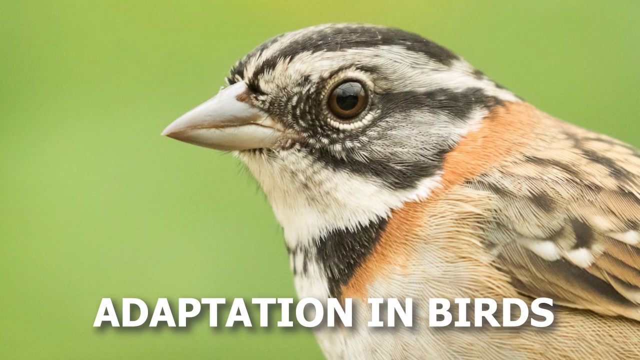 Adaptation in Birds | What makes birds  suitable to fly?
