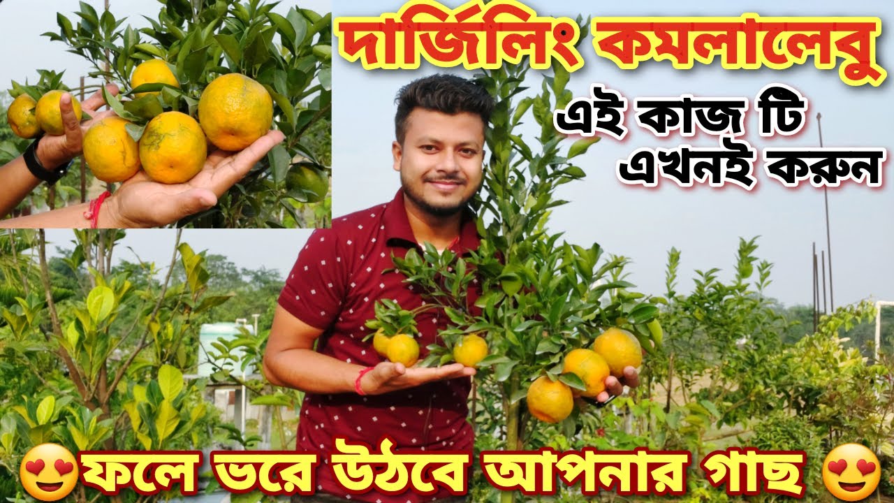 A to Z Care Of #DarjillingOrange in Pot|| ছাদবাগানে টবে #দার্জিলিংকমলা চাষ #Orange #OrangePlantCare