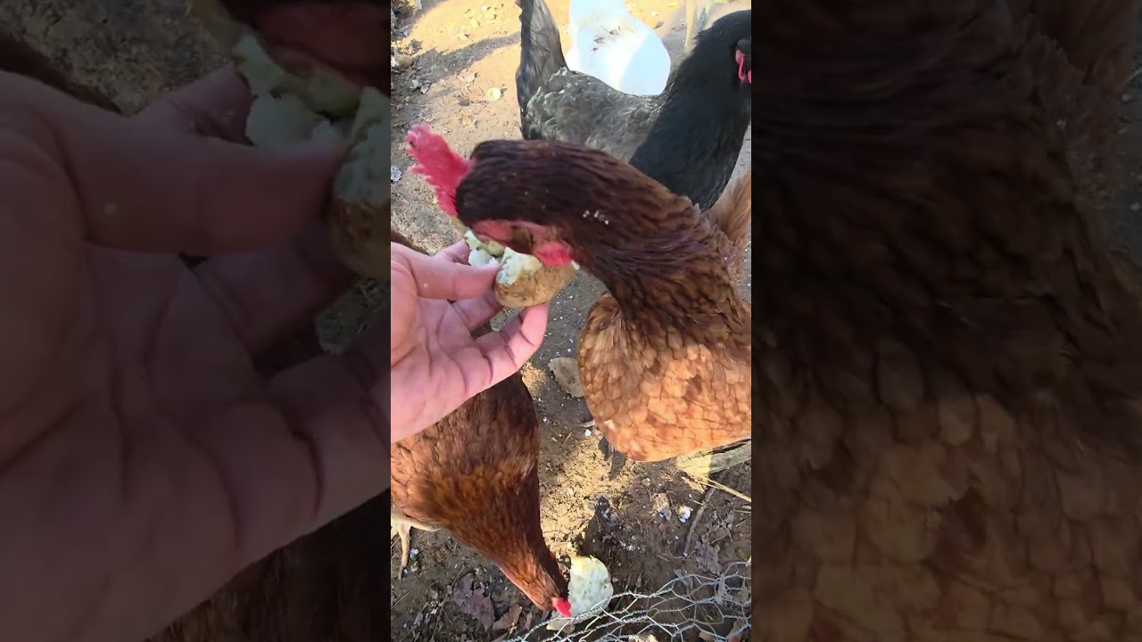 Our chickens love baked potatoes. #chicken #chickens #chickenlovers #feedin  #feedingtime #farmlife 