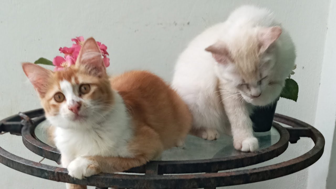 Time Machine Cats !!!! Longest Daily Cat's Story
