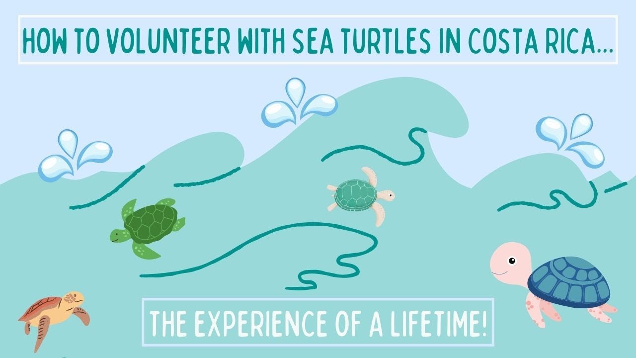 VOLUNTEER WITH SEA TURTLES IN COSTA RICA