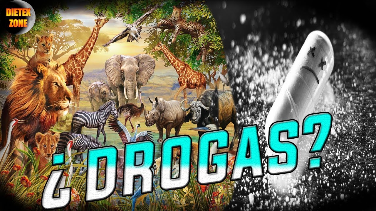&iquest;Los ANIMALES se DROGAN?