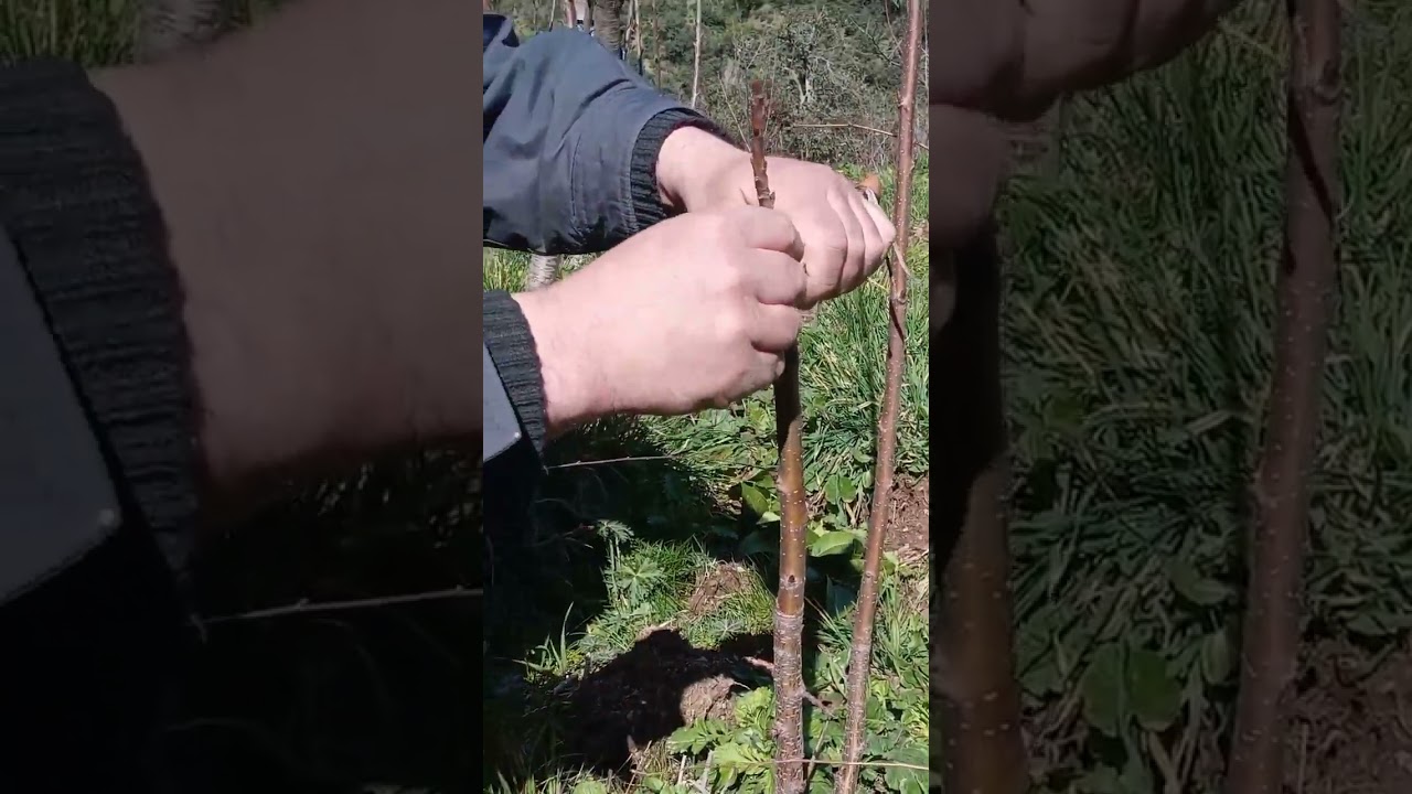 تطعيم الكرز على الكرز البري بطريقة الشق #2024 #greffage du cerisier en fente #grafting cherry
