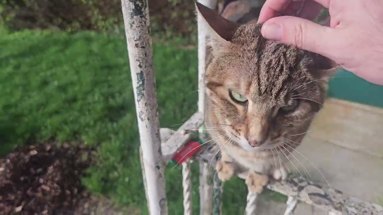#eufy #solar panel  and #cats bow tie and sam 