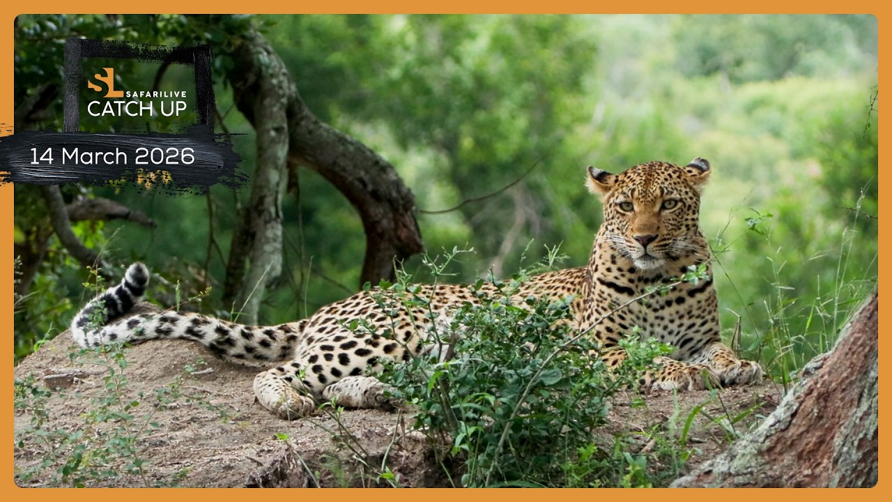 Загрузка новых ячеек... - SafariLIVE Catch Up, 14 марта 2026 г.
