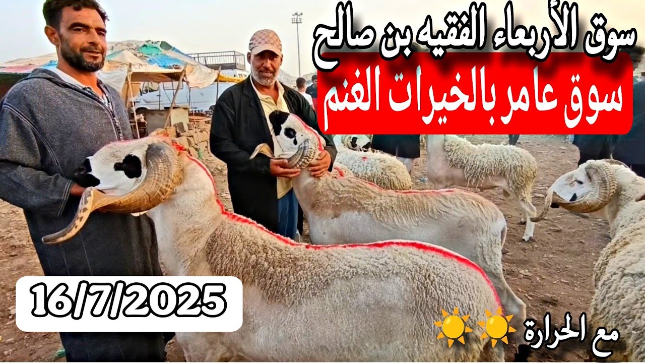 مباشرة من سوق الأربعاء الفقيه بن صالح الخروف الكسابي والحولي والحولية والنعجة تاريخ16/7/2025🐑🐏🇲🇦