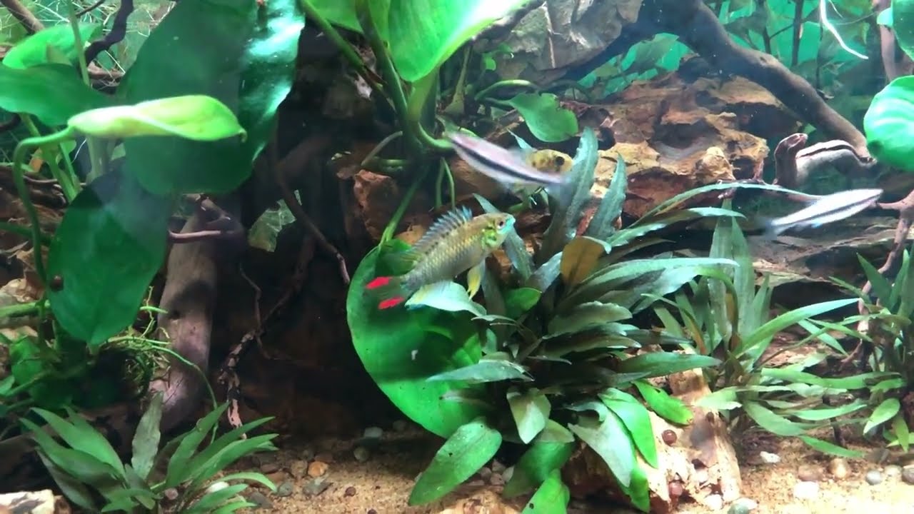 Aquarium Build - Jungle Riverbank Community (Dwarf Cichlids)