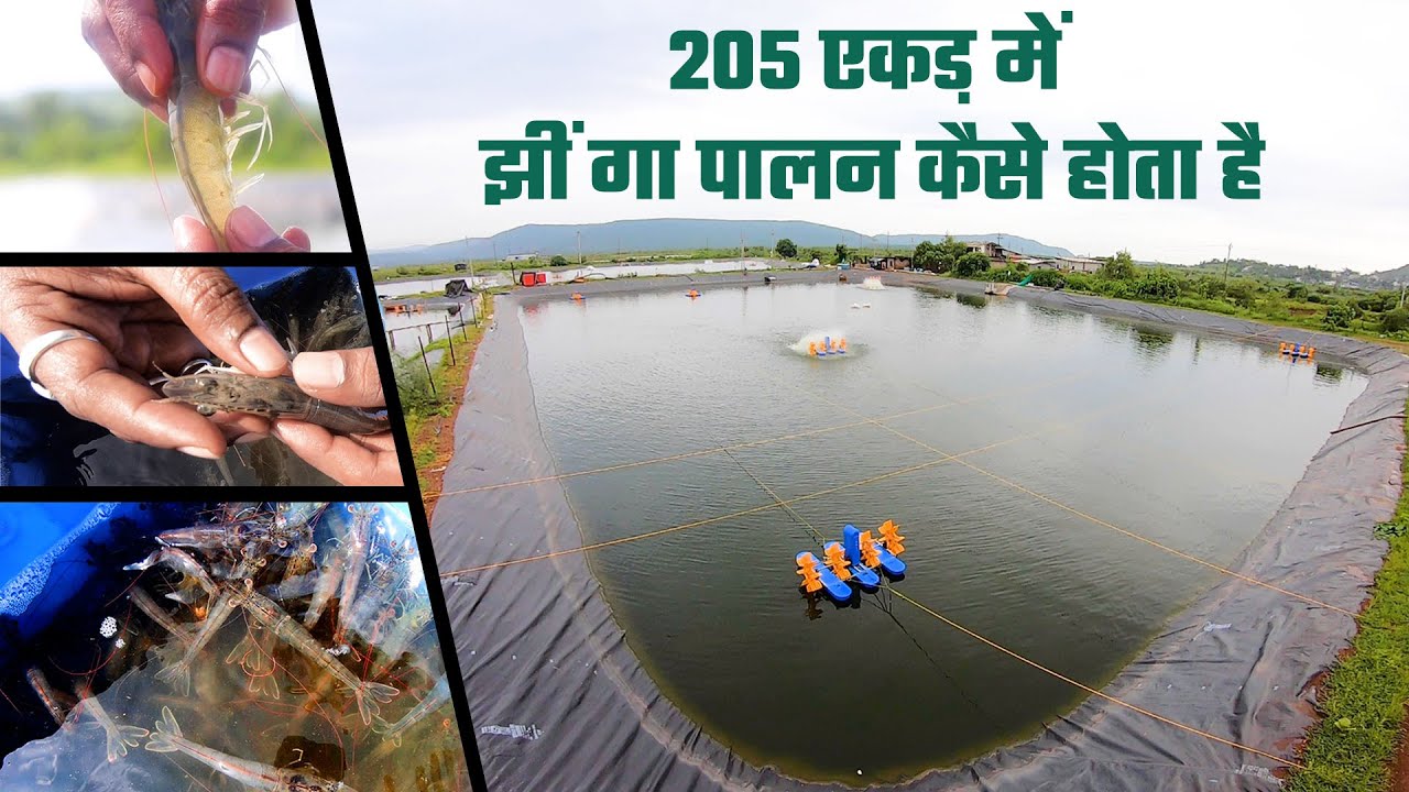 205 एकड़ में झींगा पालन कैसे होता है l Shrimp Farming In India | Kolambi Farming in Maharashtra