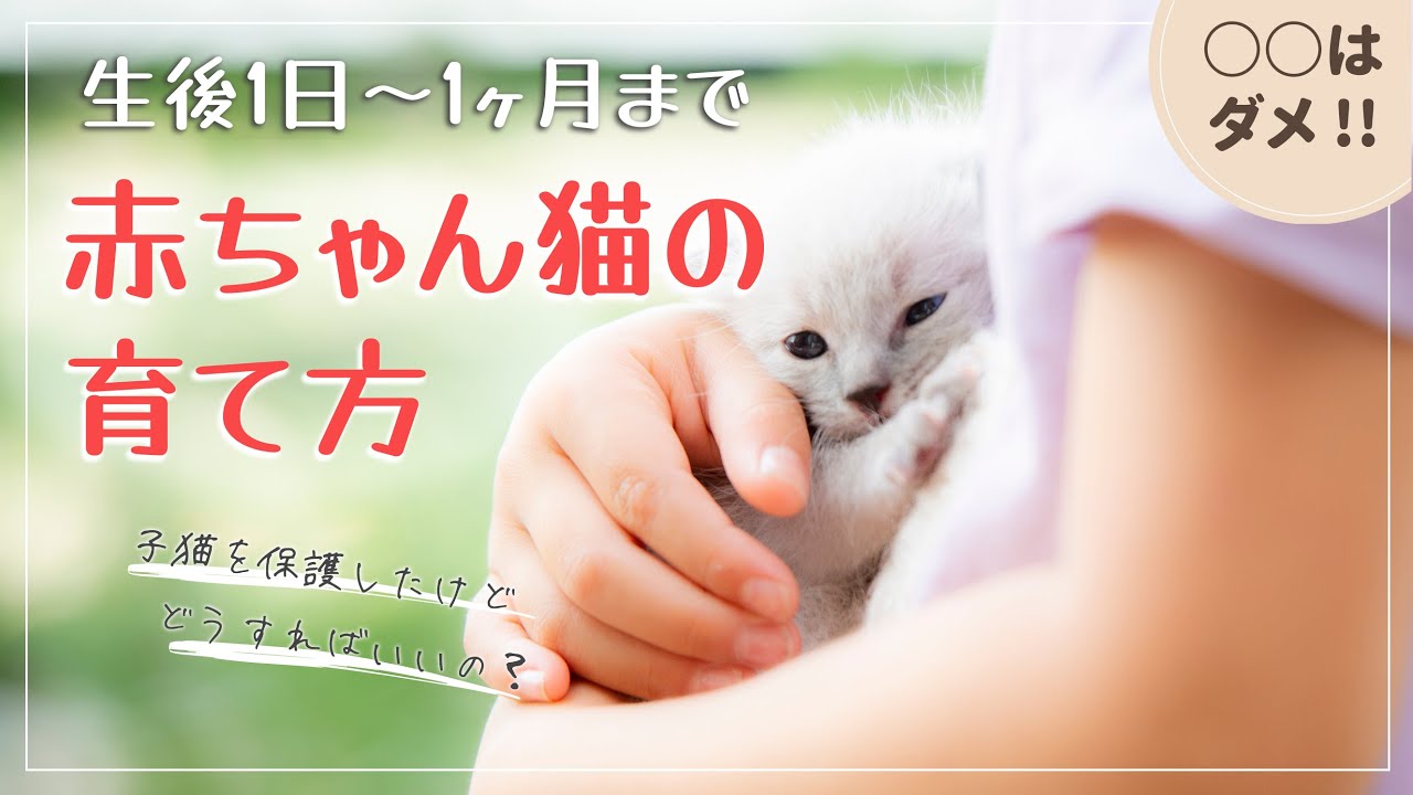 赤ちゃん猫の育て方。生後1日〜1ヶ月までのこねこの世話。体温の確保・授乳・排泄のやり方。