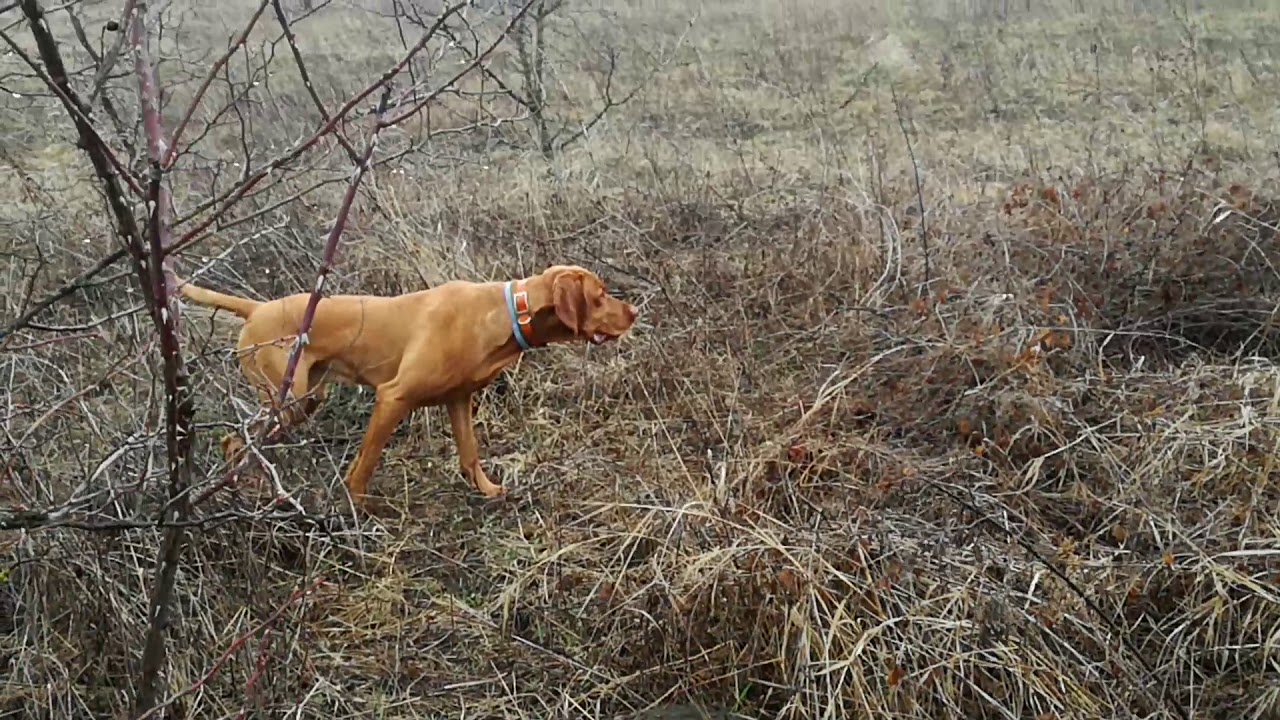 Hungarian Vizsla tracking and pointing pheasant