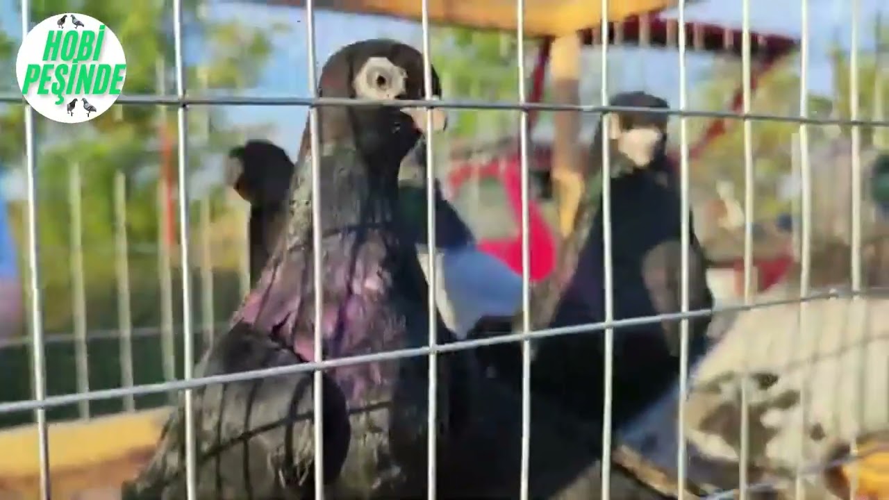 DÜNYADAN KUŞ PAZARLARI ( BULGARİSTAN )